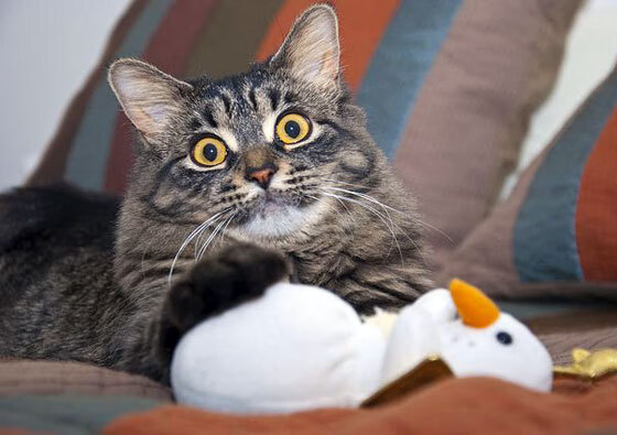 猛龙淘汰赛过关广东队，拉梅洛在年度焦点之战中接管比赛的艺术